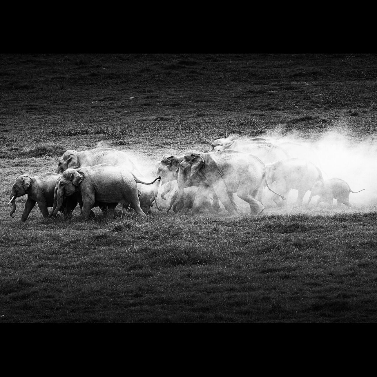 Dust bowl, Elephants, Corbett