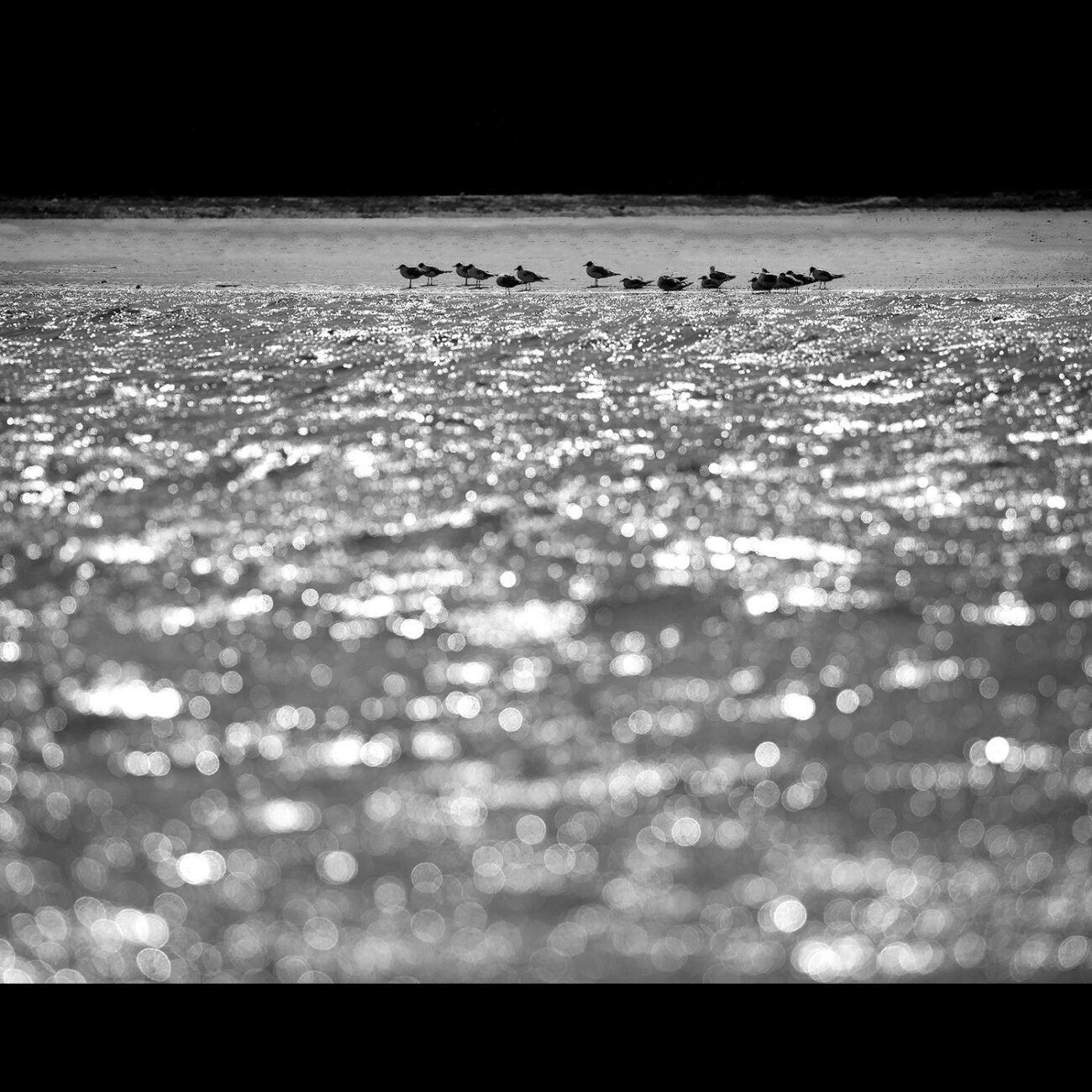 Gull and Terns