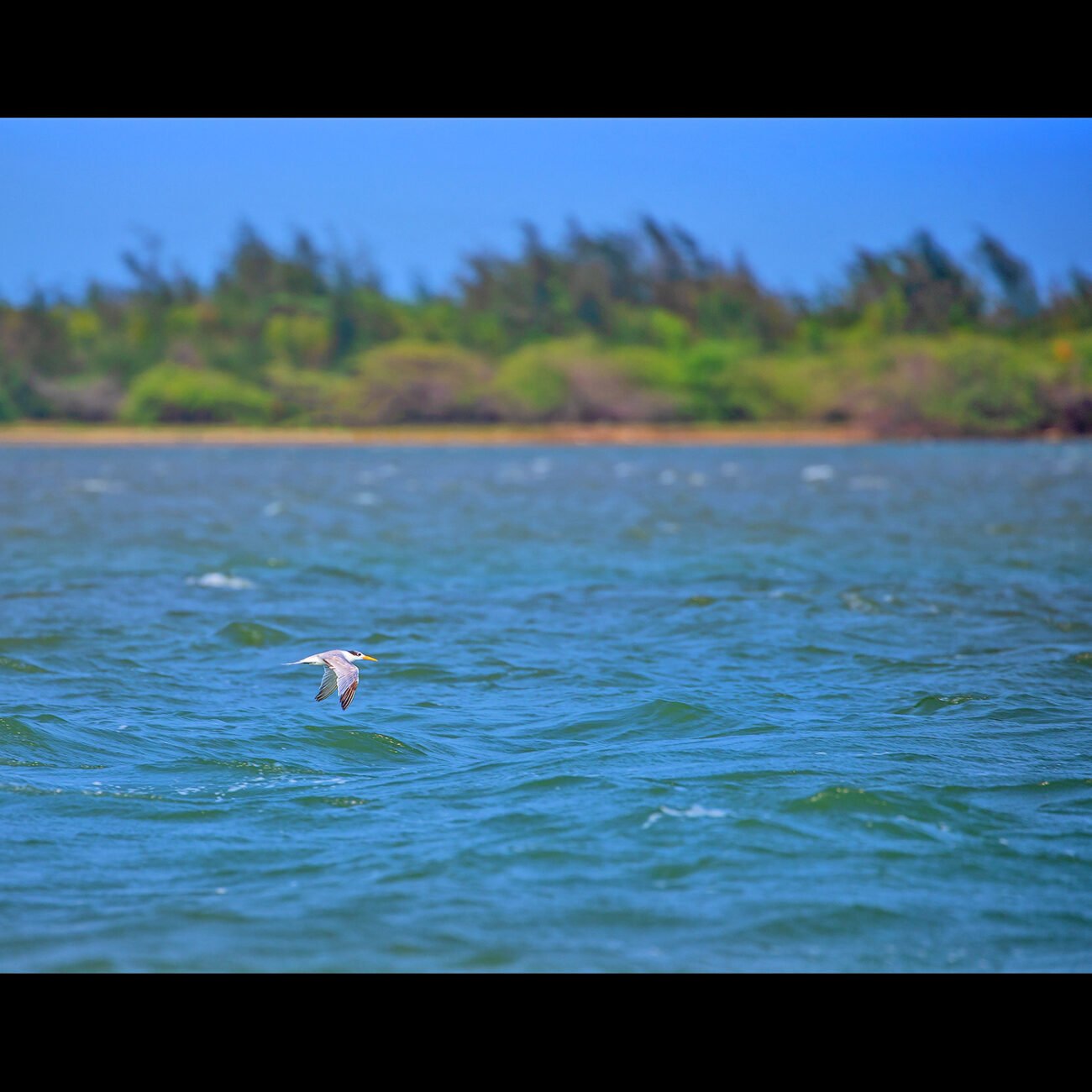Gliding Tern, Pulicat