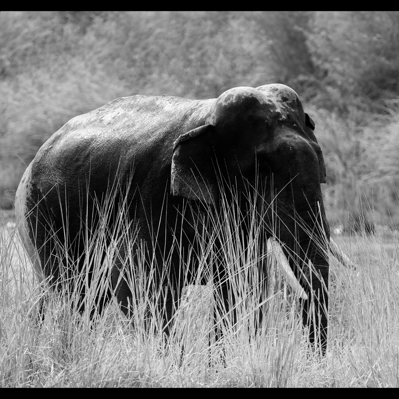 Tusker, Bengaluru
