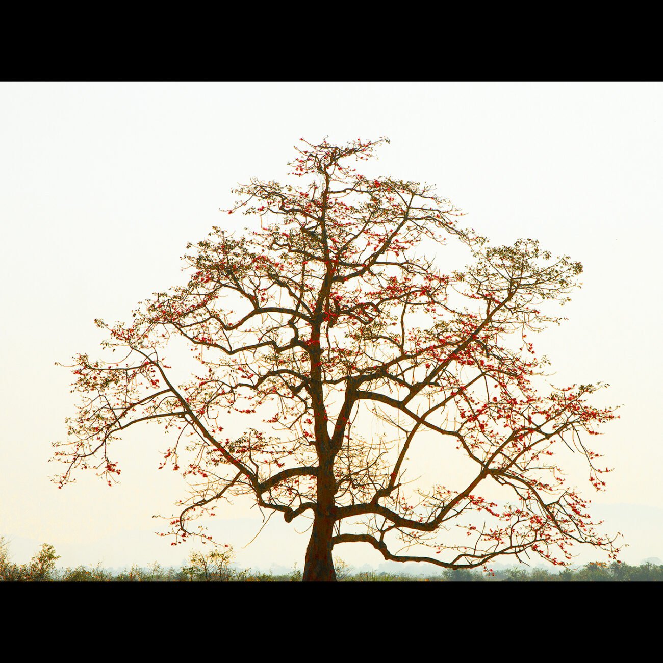 Fire tree