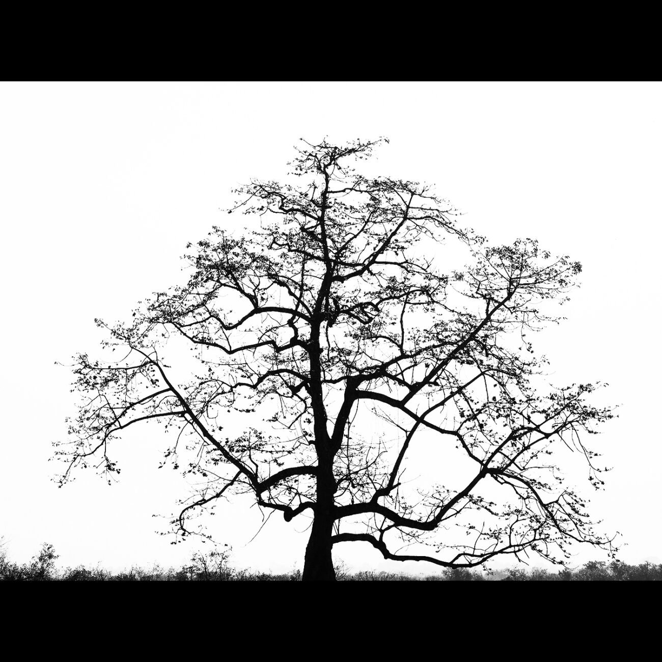 Fire tree