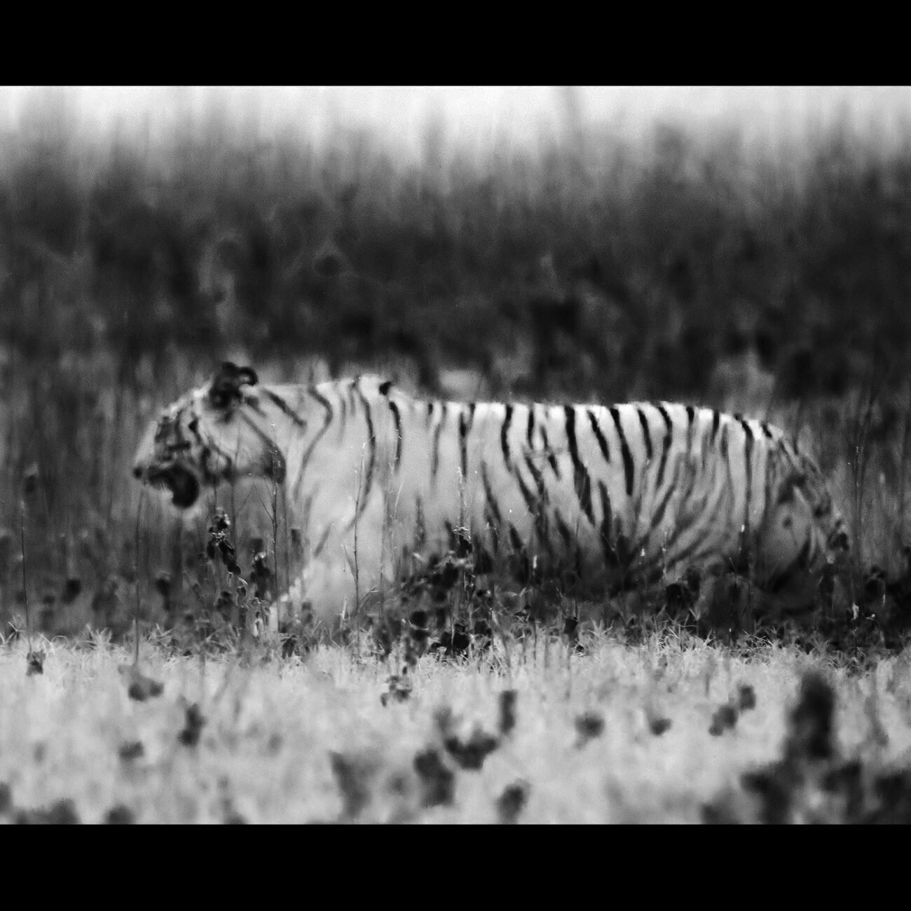 Tiger dreams