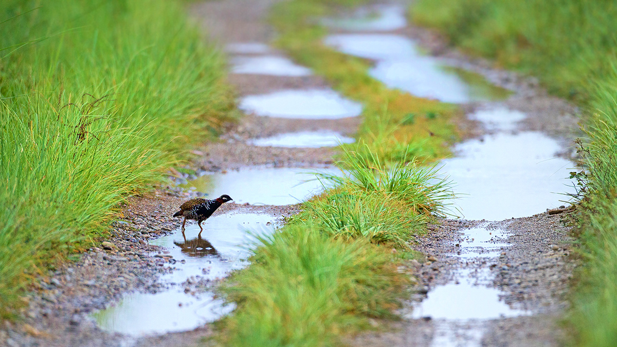 You are currently viewing Francolin, Bengaluru