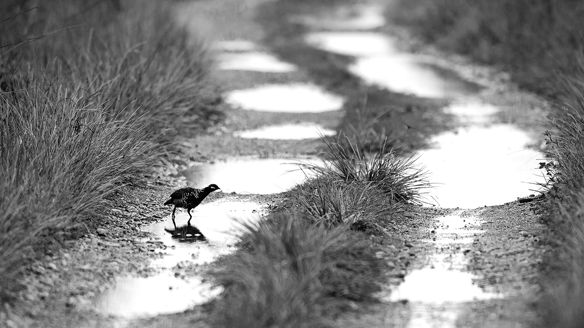 Read more about the article Francolin, Bengaluru