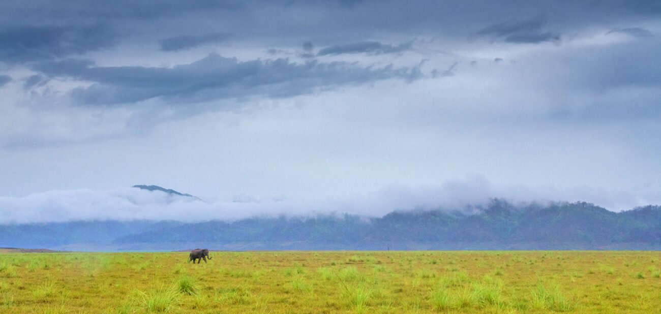 Elephant and rains, Corbett