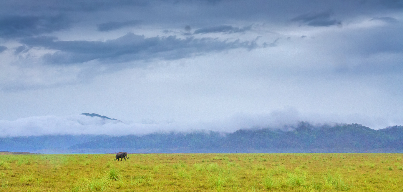 Read more about the article Elephant and rains, Corbett