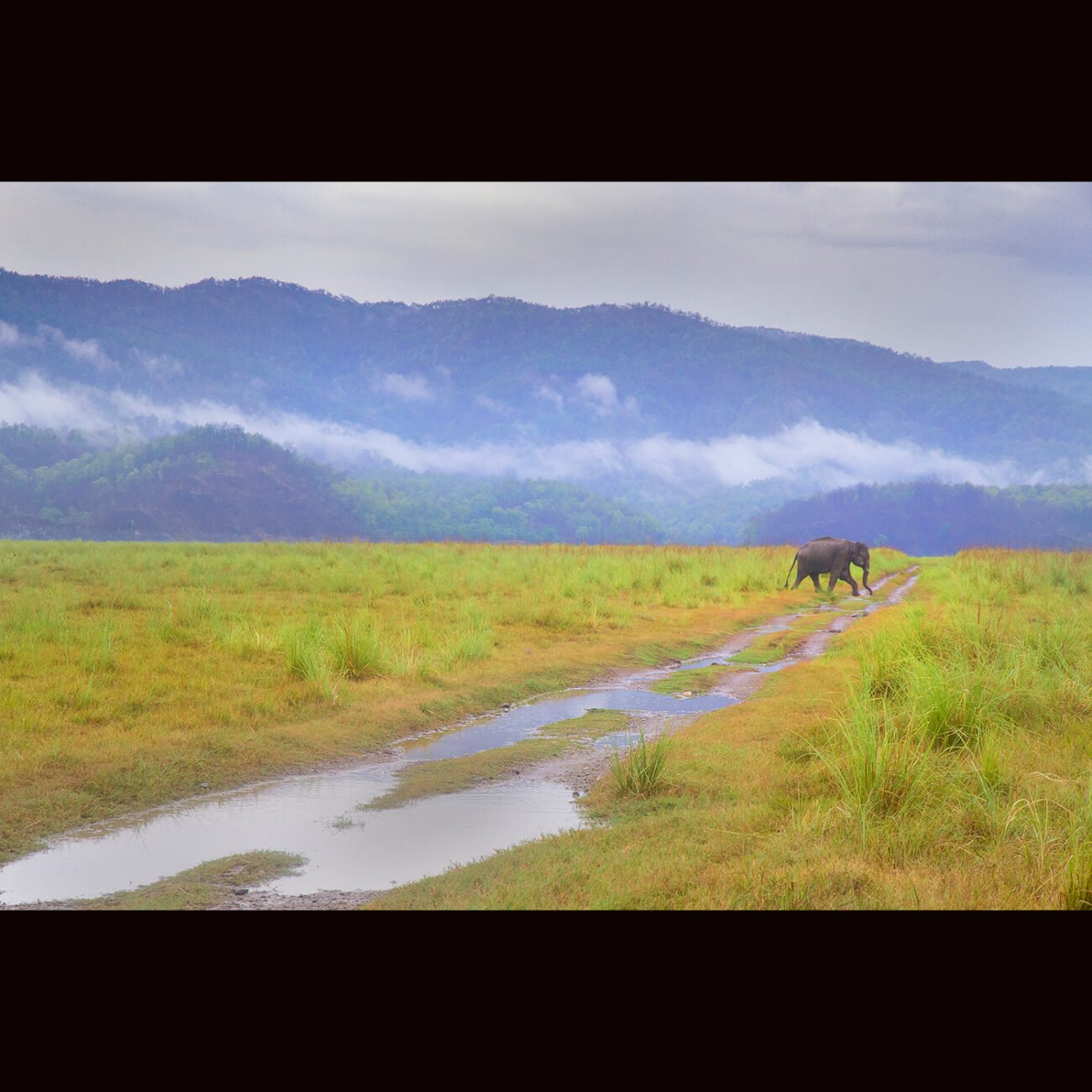 Elephant in rains, Corbett
