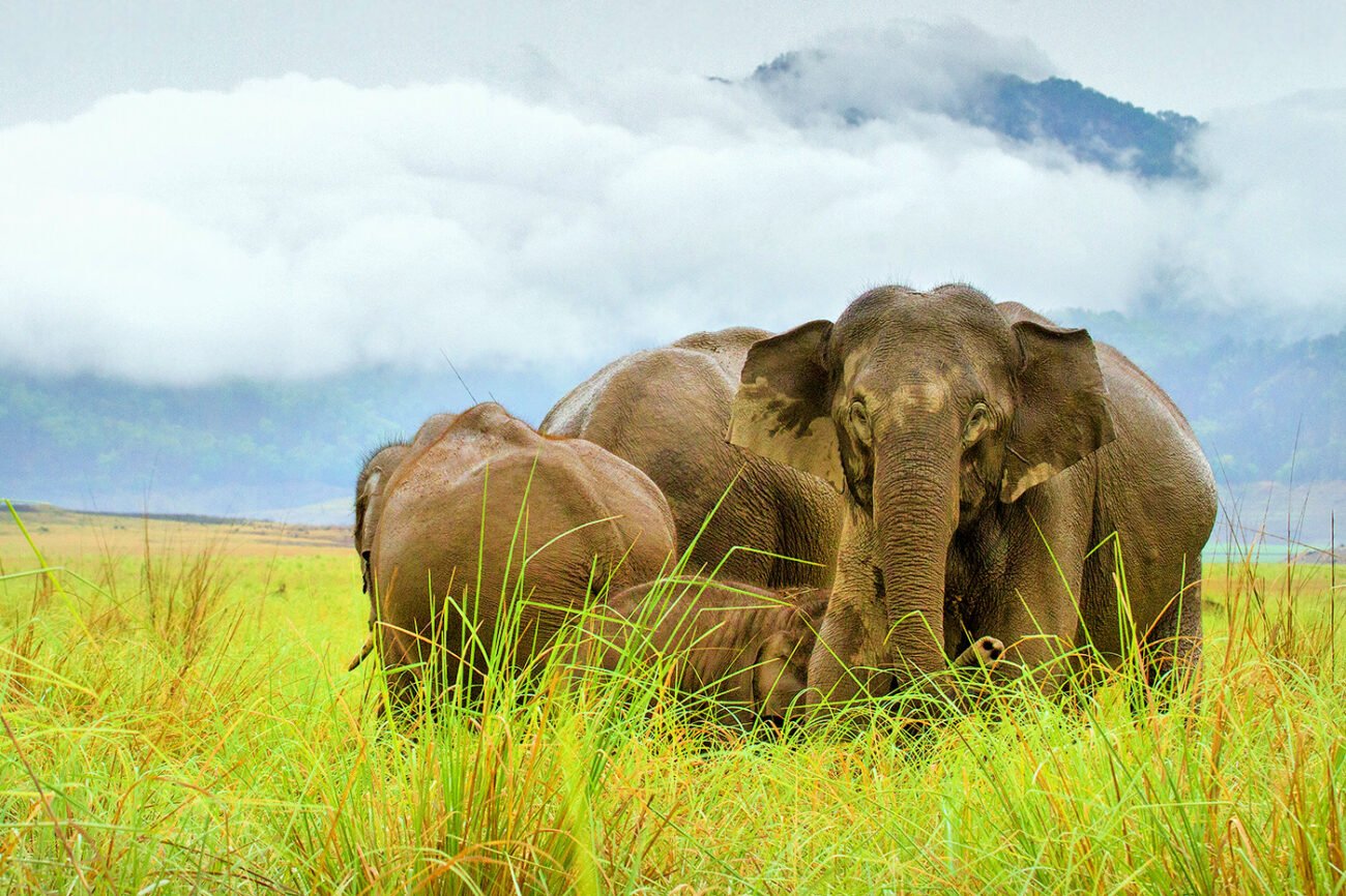 Rain Elephants, Corbett