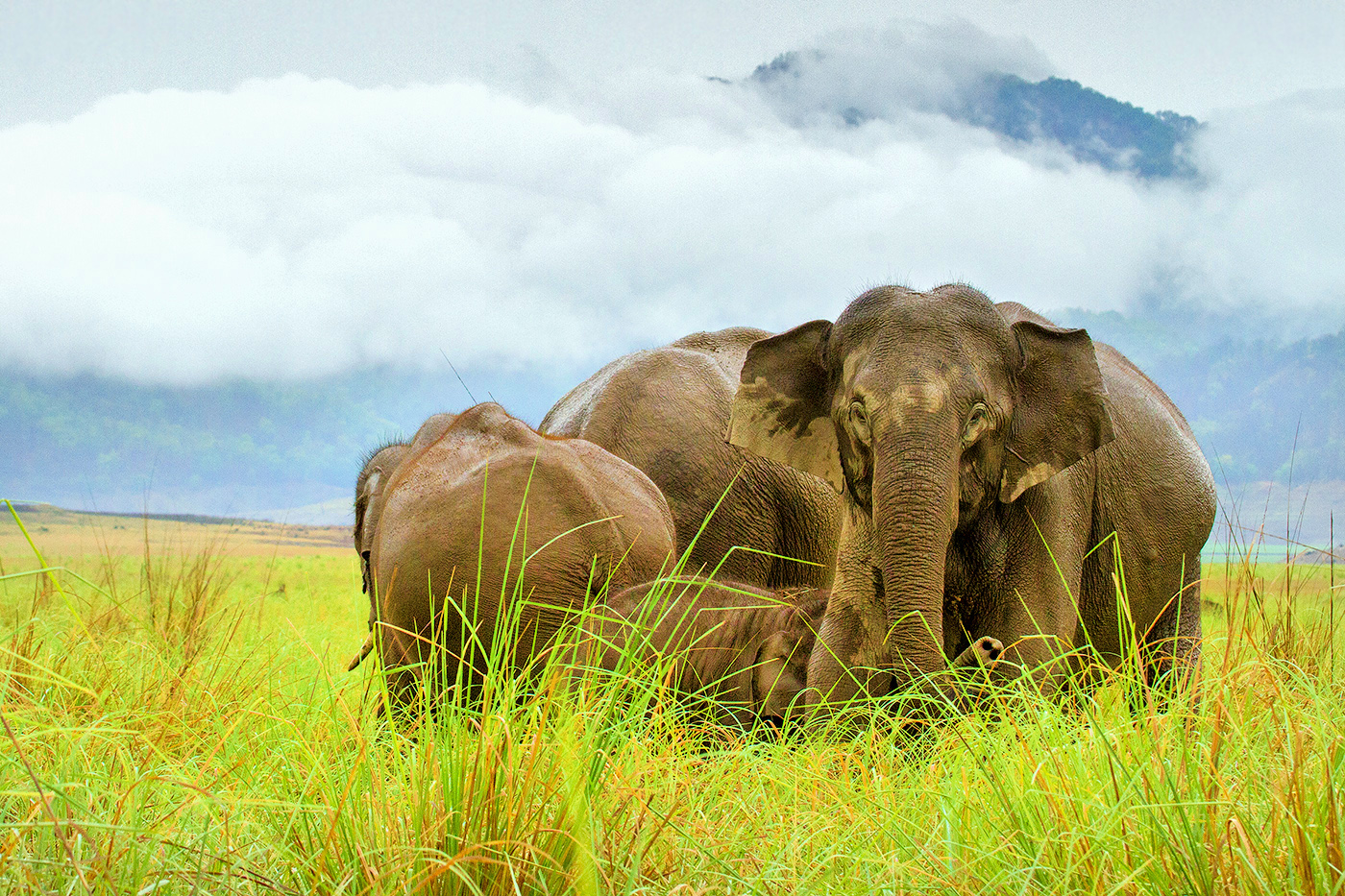 Read more about the article Rain Elephants, Corbett