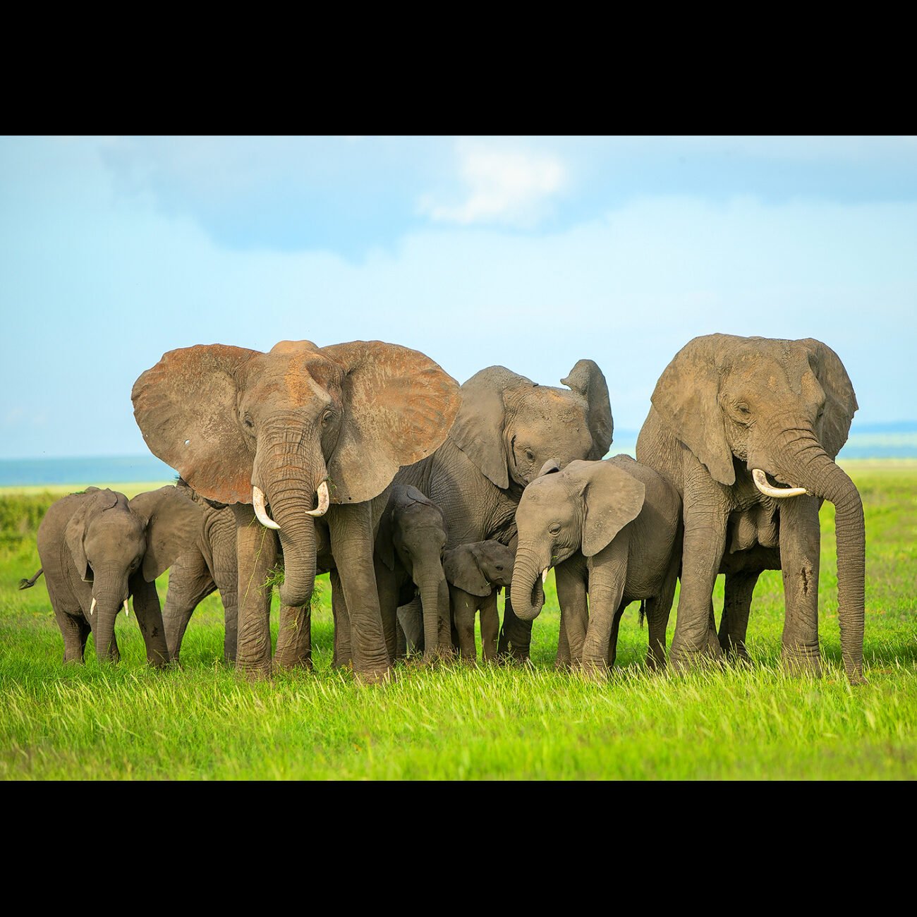Elephant family,  amboseli
