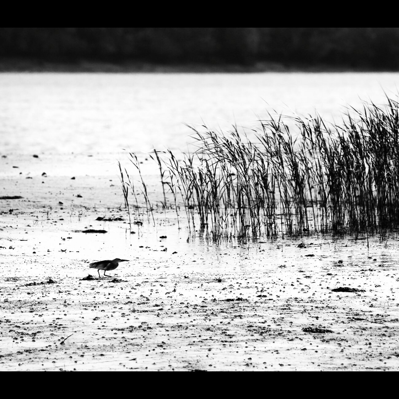 Pond heron, Sundarbans