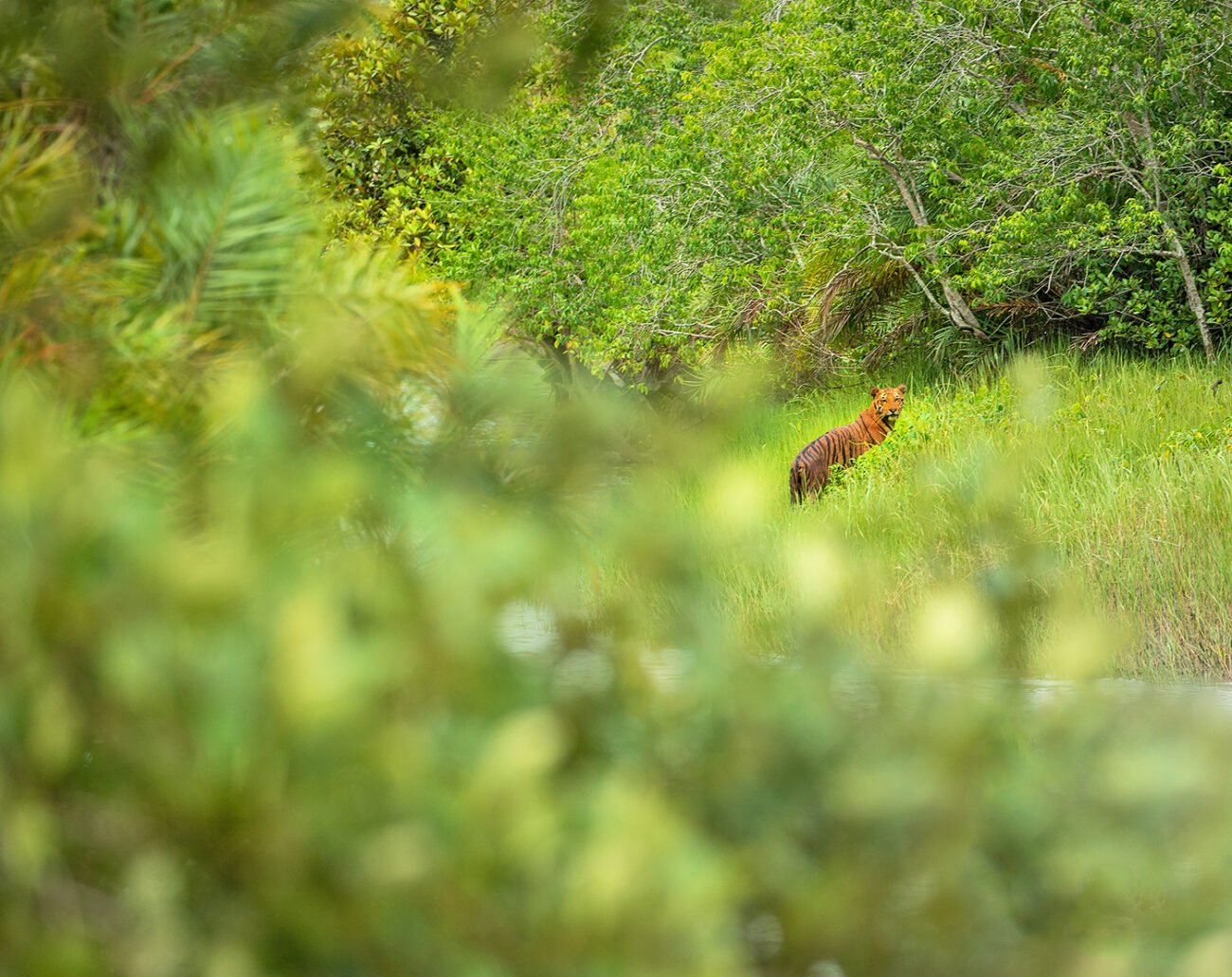Grassland, no mangrove Tiger