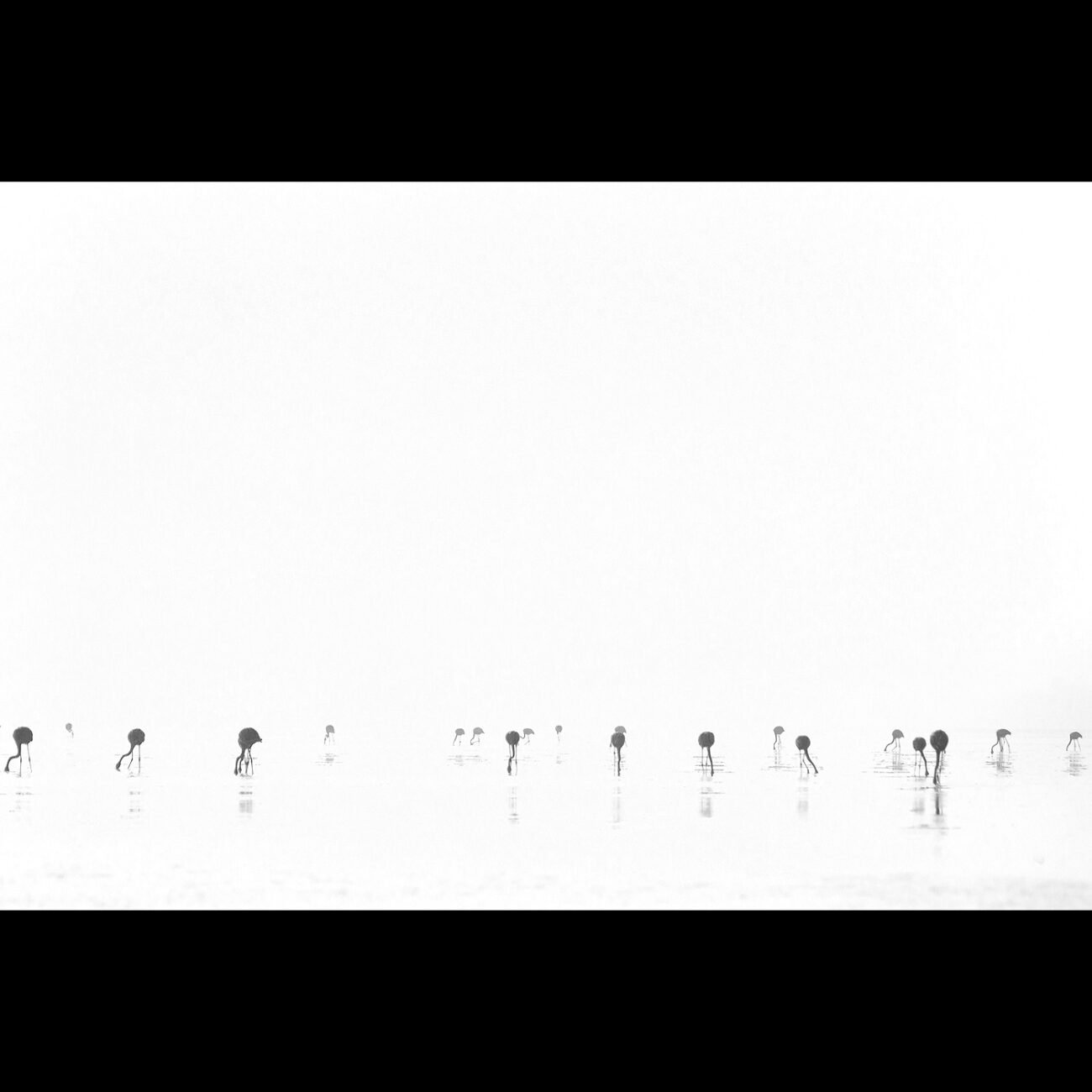 Flamingos, pulicat