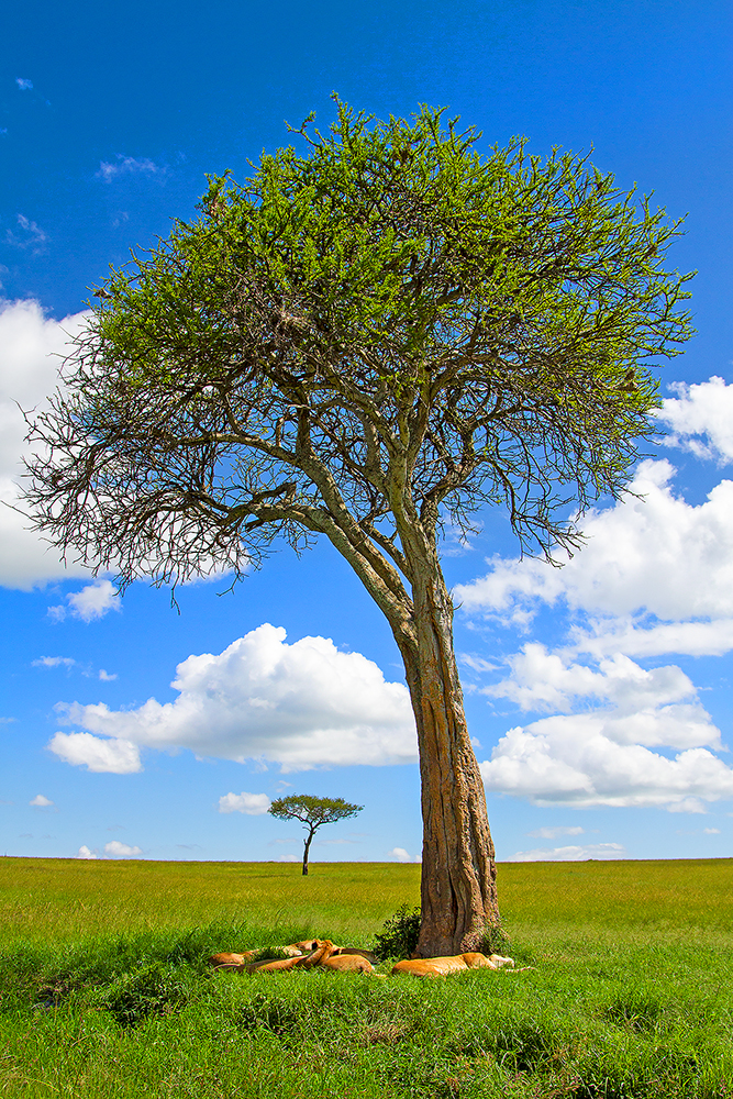 Read more about the article Resting lions Masai Mara