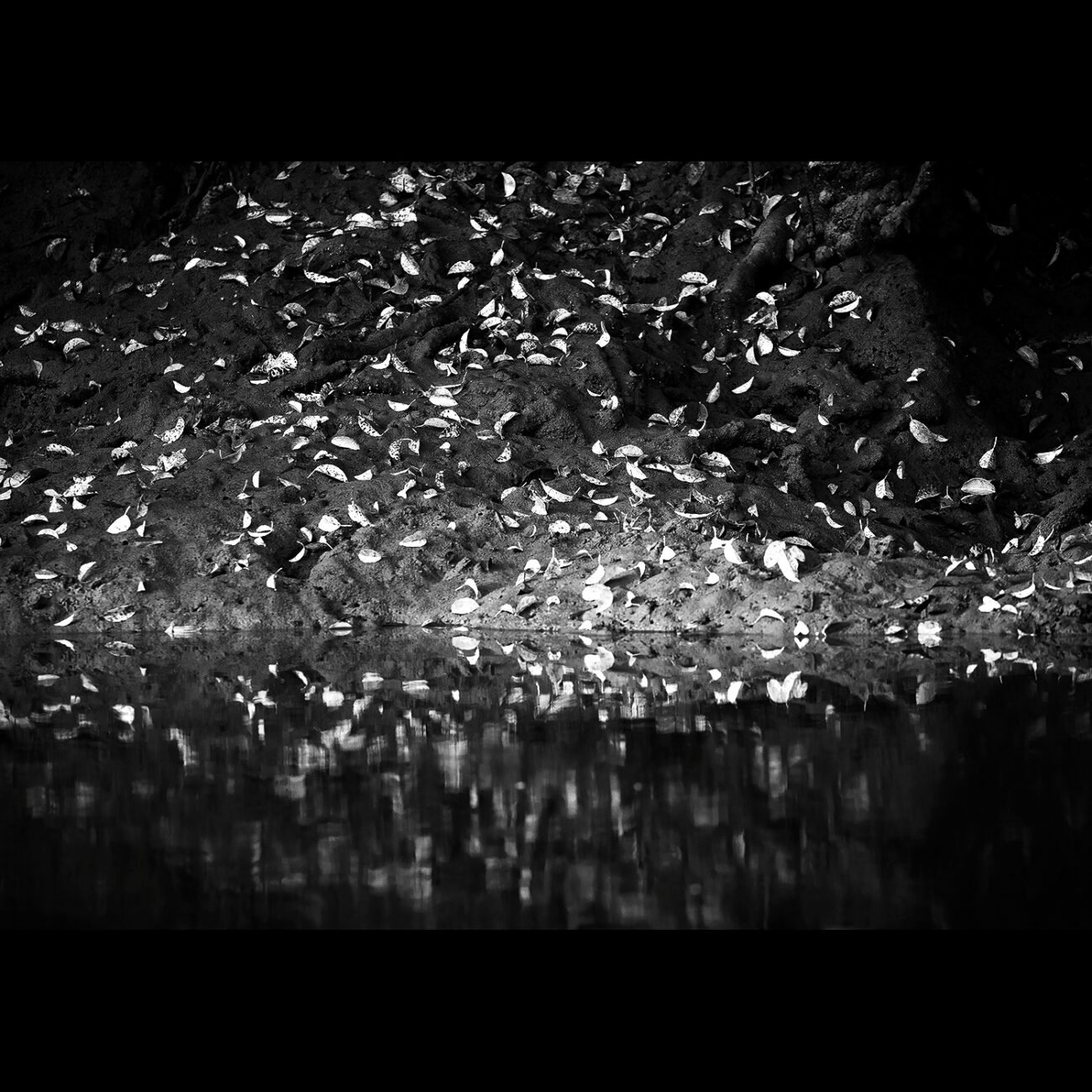 Mangrove diamonds