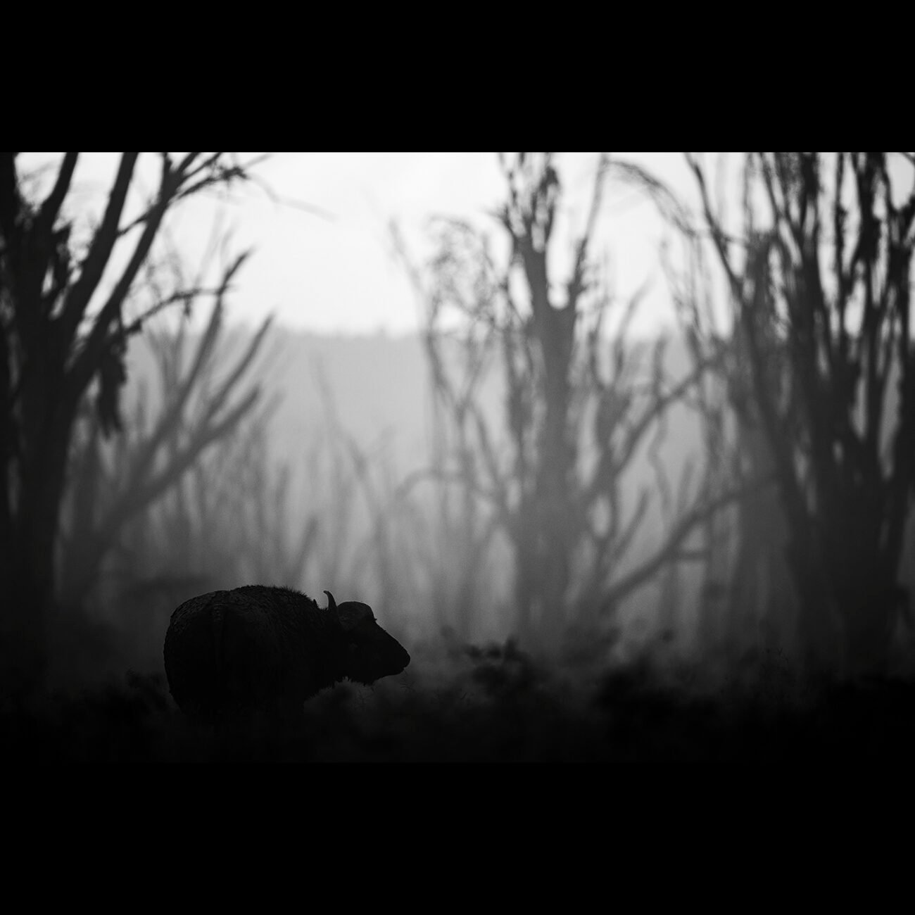 Dust Buffalo