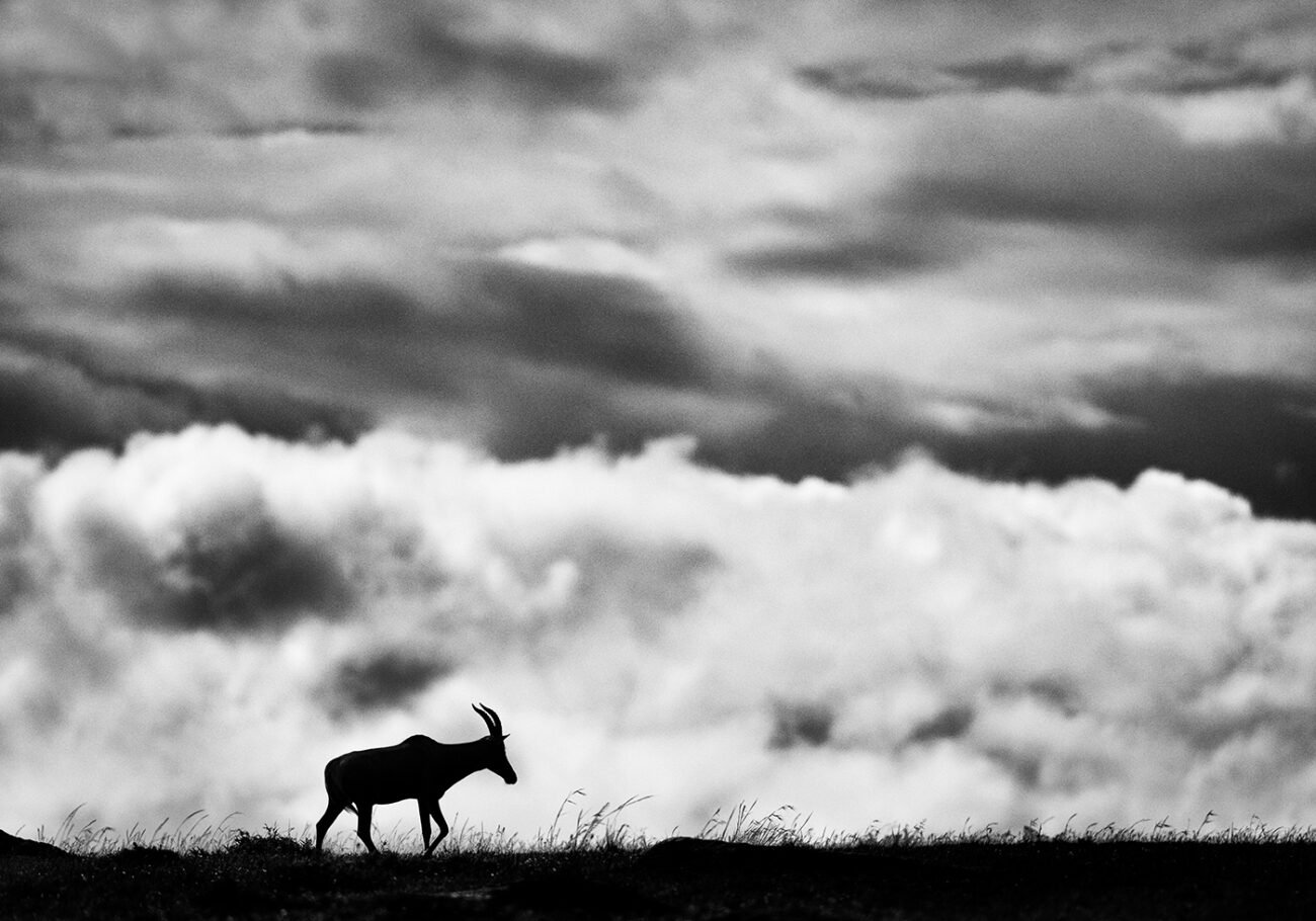 Topi in Masai Mara