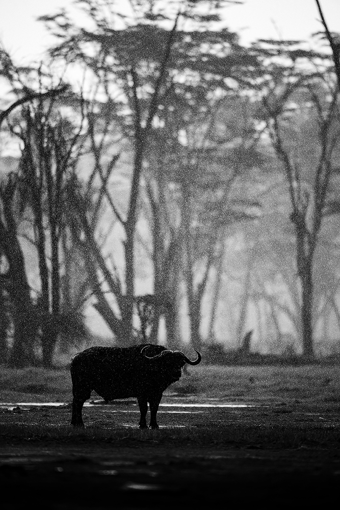 Read more about the article Cape buffalo in rain