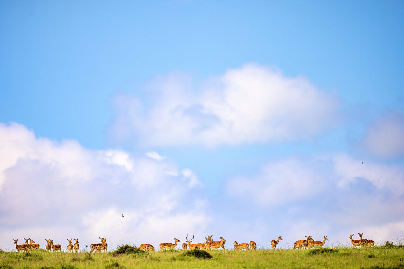 Sky deer, impala