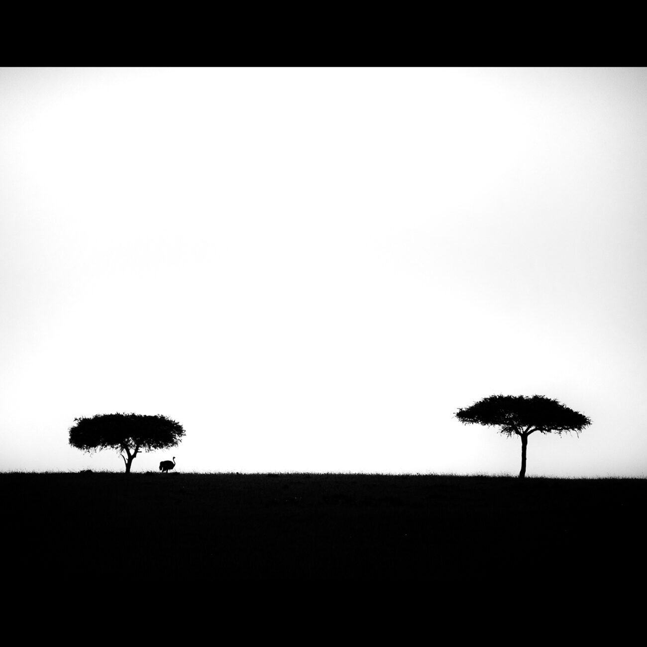 From one tree to another