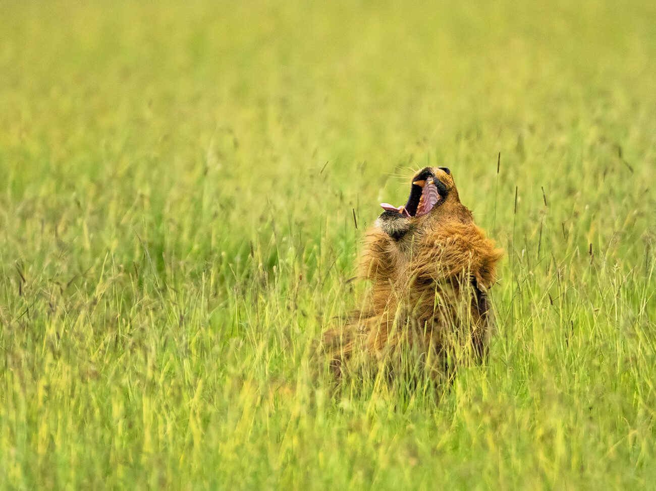 Mighty yawn