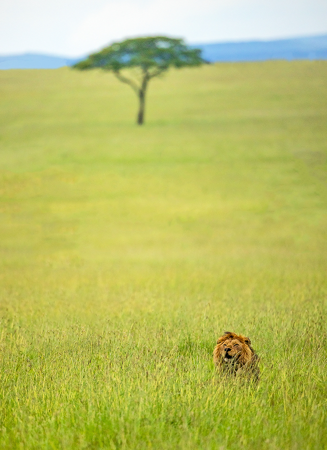 Read more about the article Lion Kingdom, Masai Mara