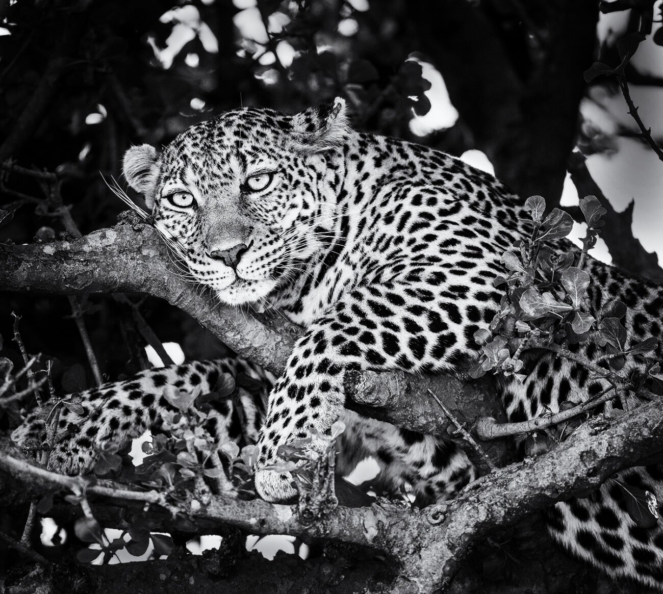 Leopard,  Masai Mara