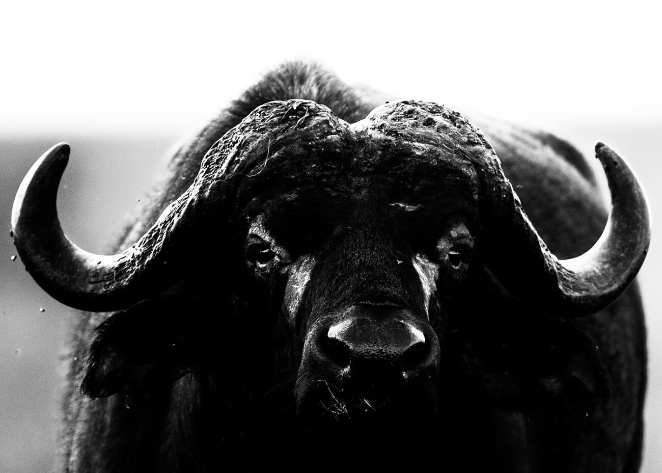 Wild Buffalo