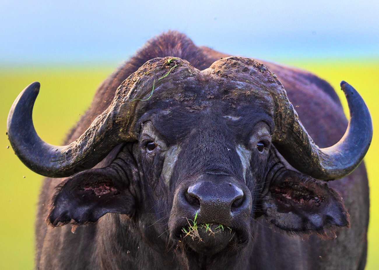 Buffalo