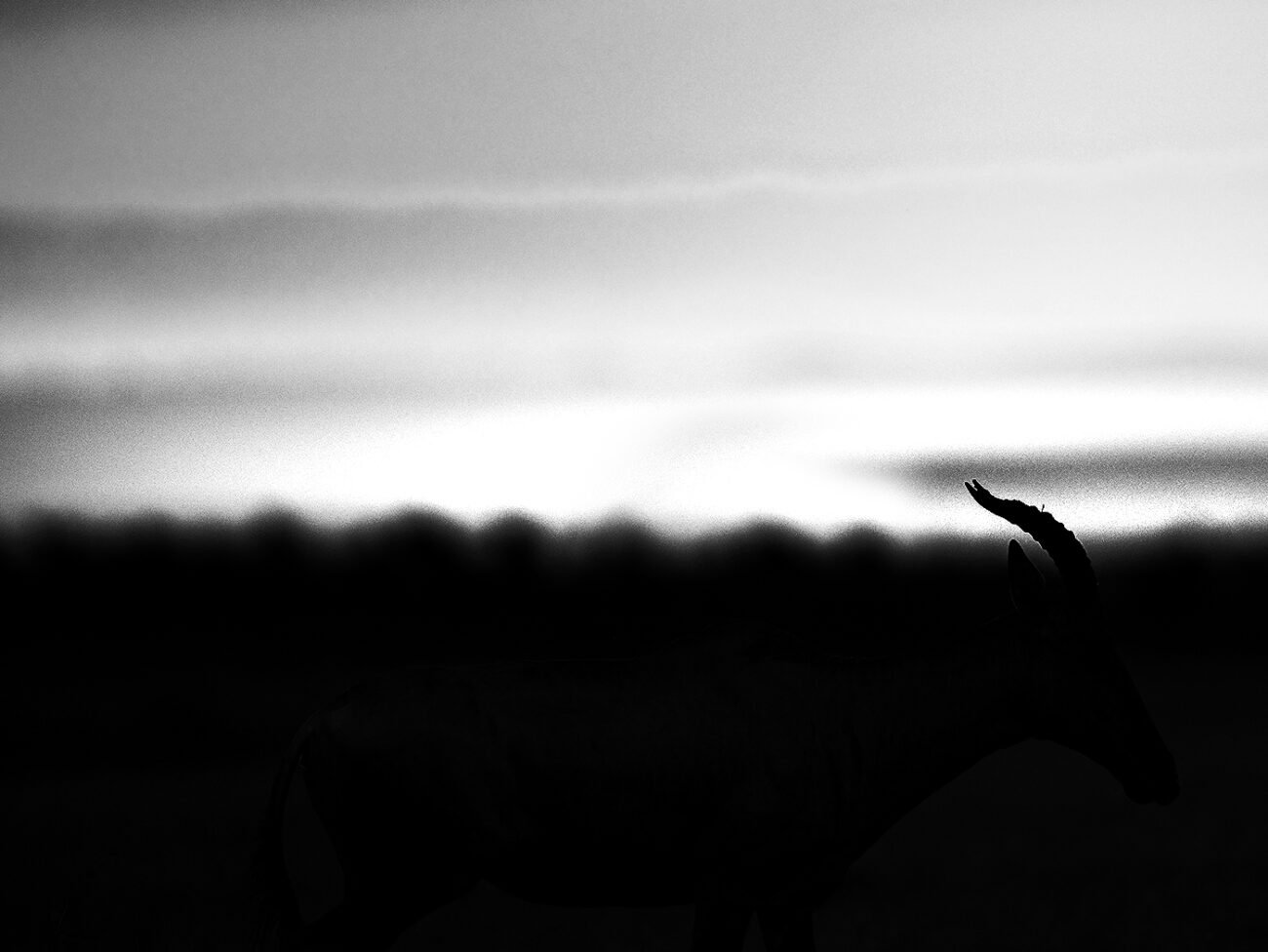 Horns