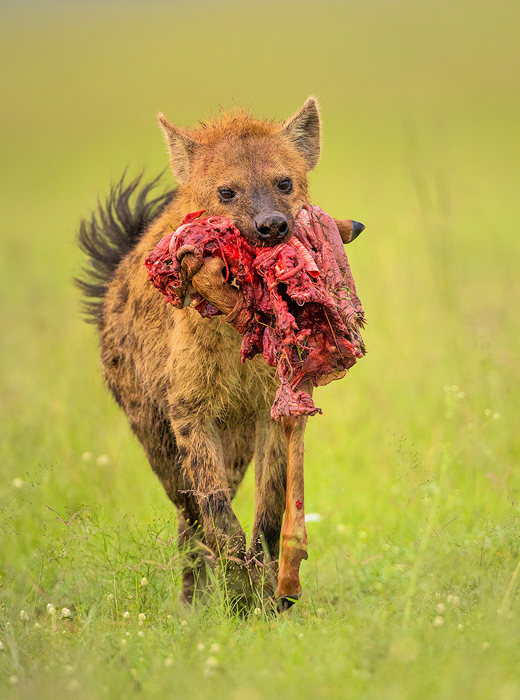 Read more about the article Hyena, Masai Mara