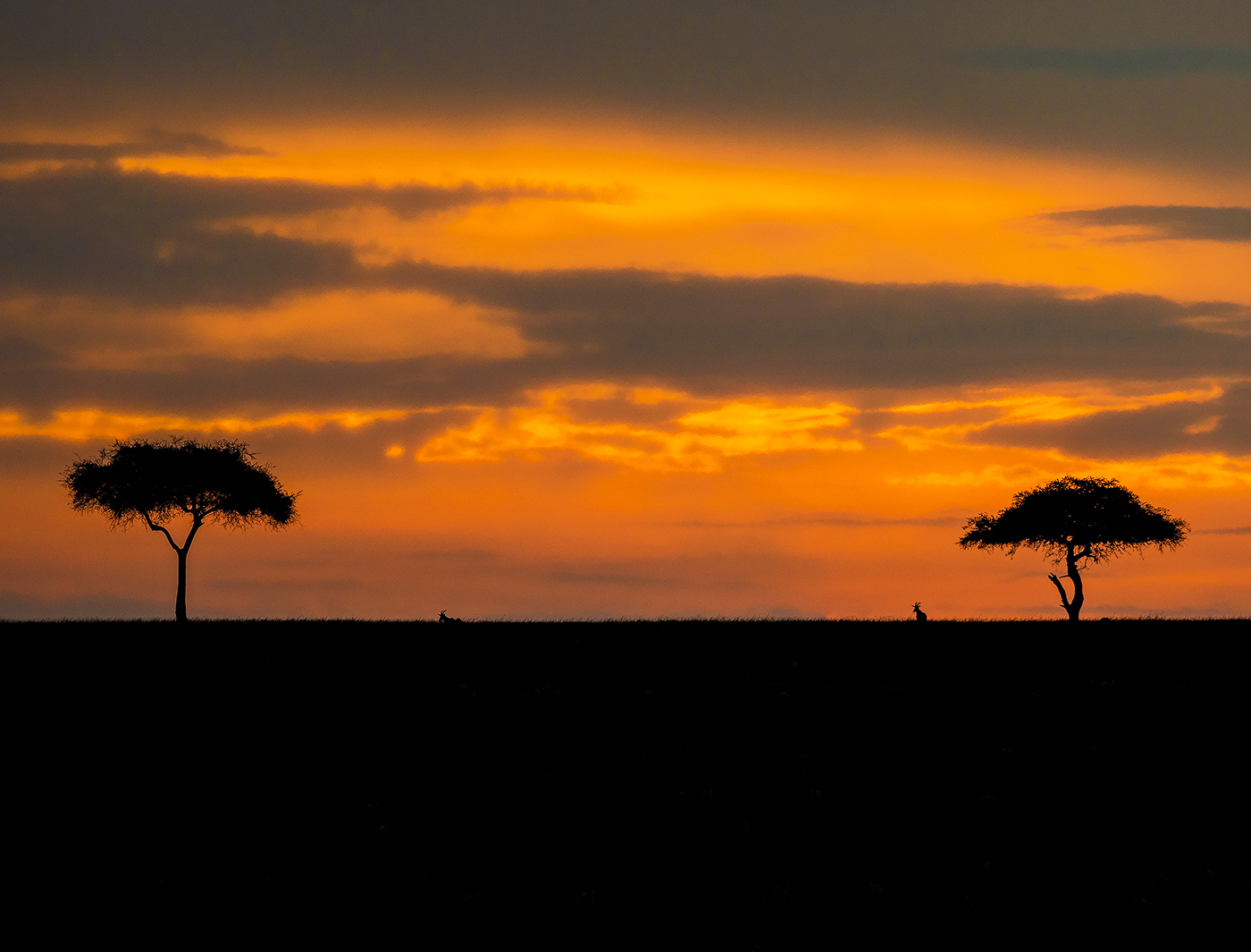 Read more about the article Masai Mara sunset