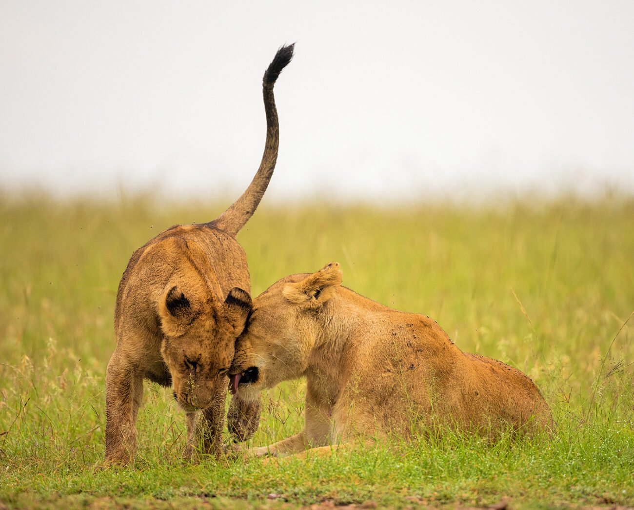 Mothers love