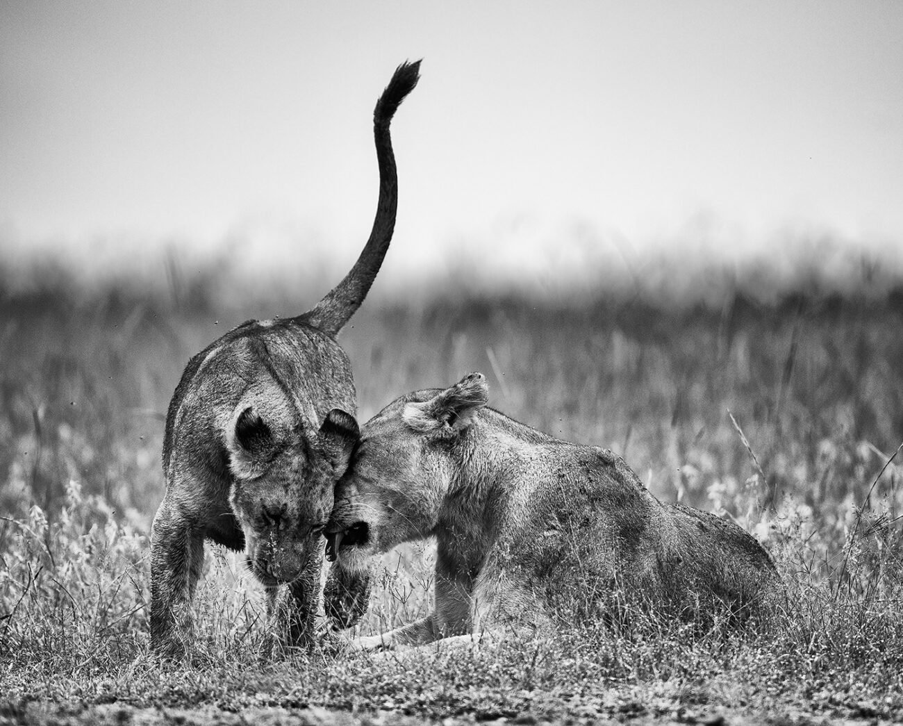 Mothers love