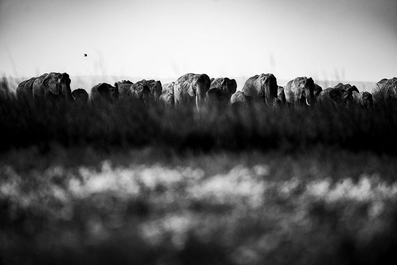 Elephant parade