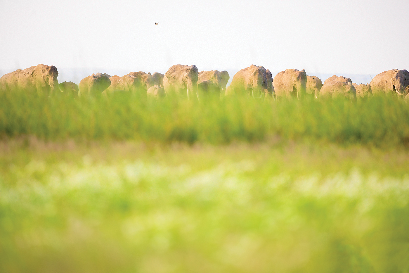 Read more about the article Elephant parade amboseli