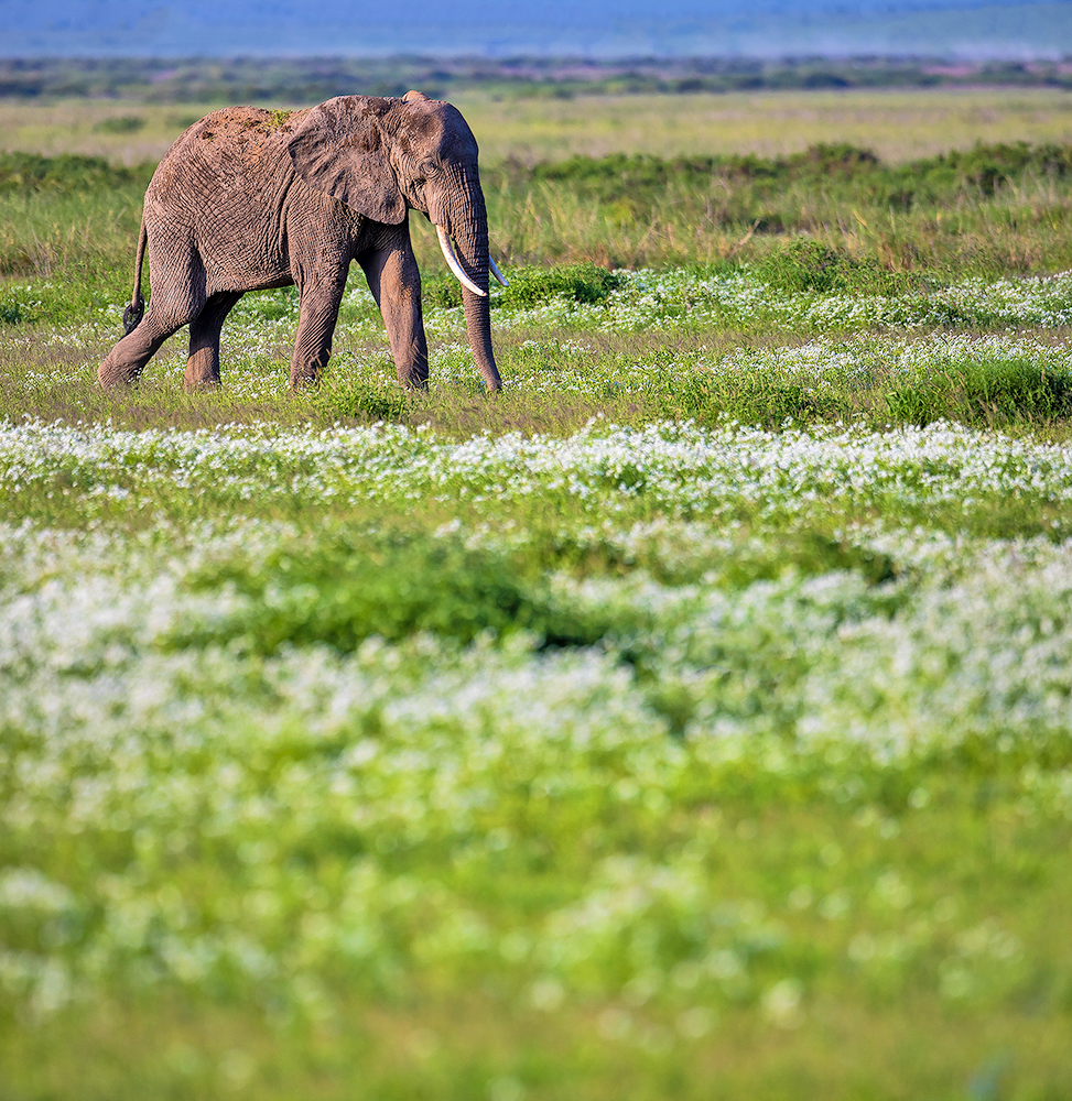 Read more about the article Elephant among flowers,  amboseli