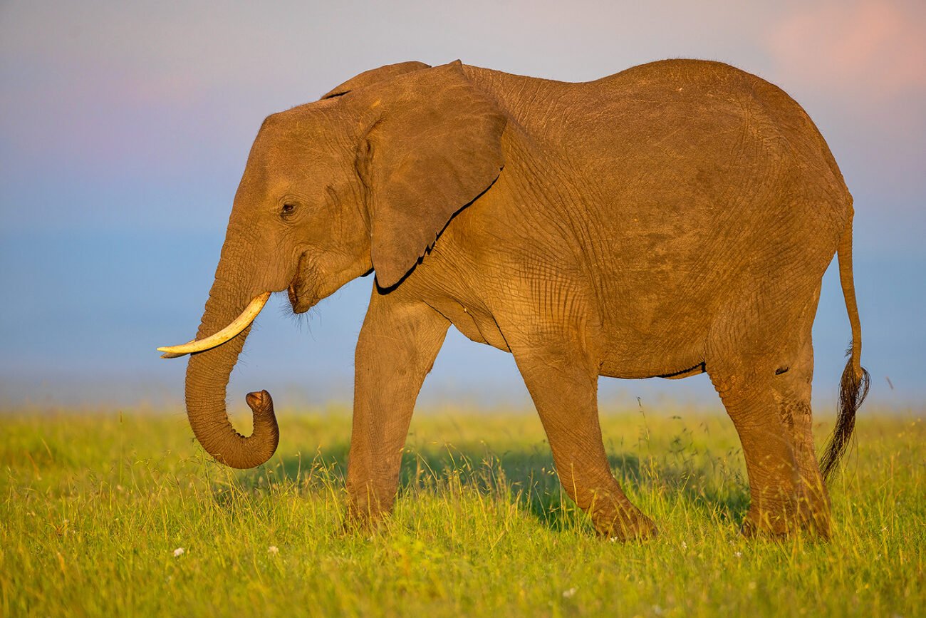 Elephant at sunrise
