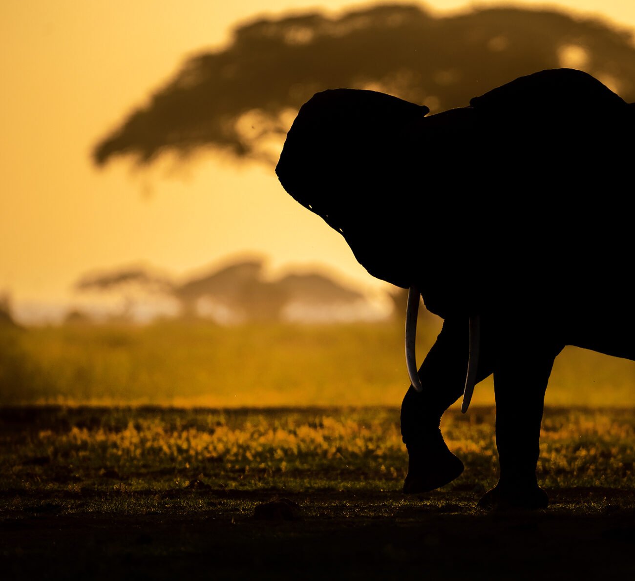 Elephant dance
