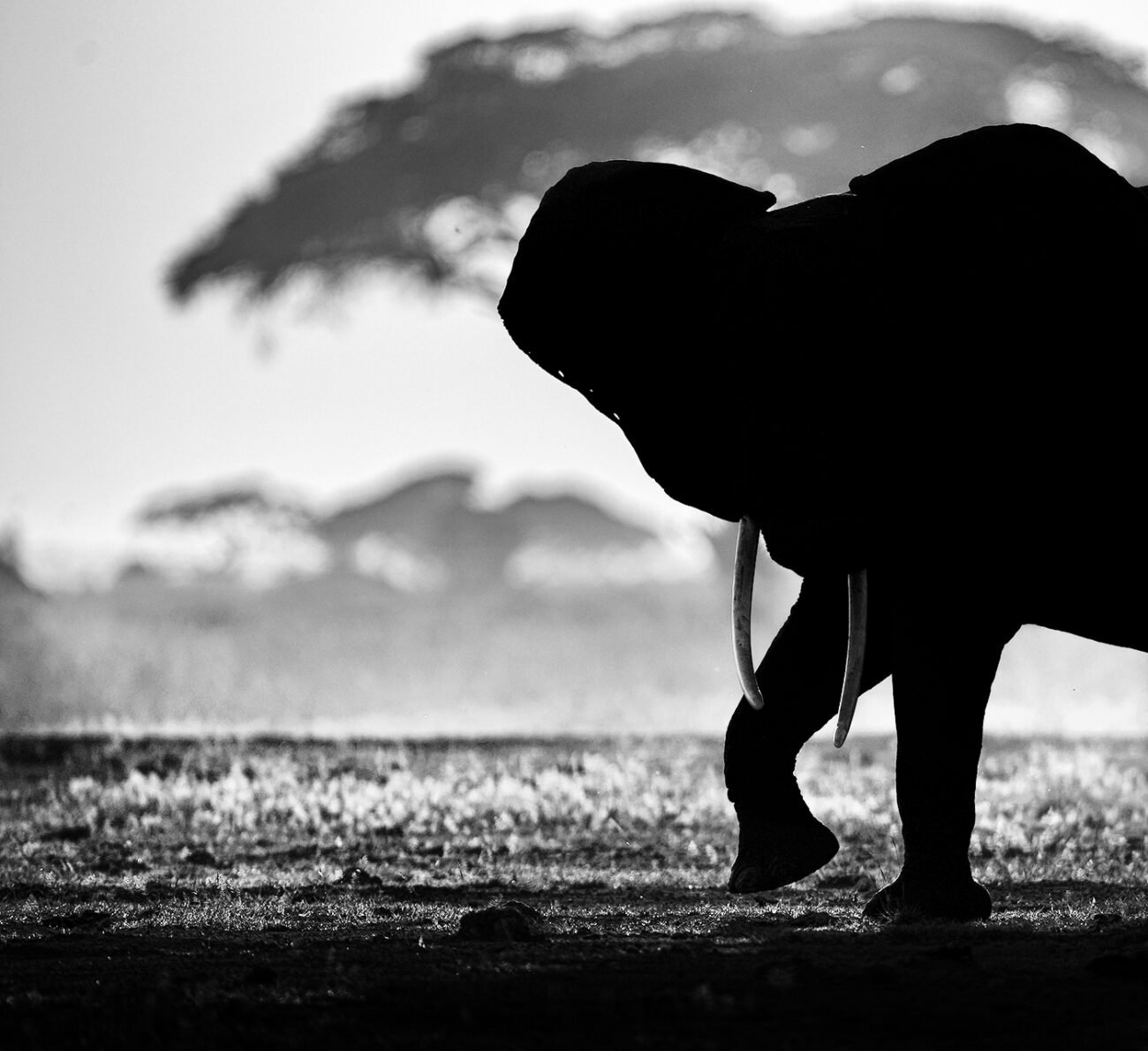 Elephant dance