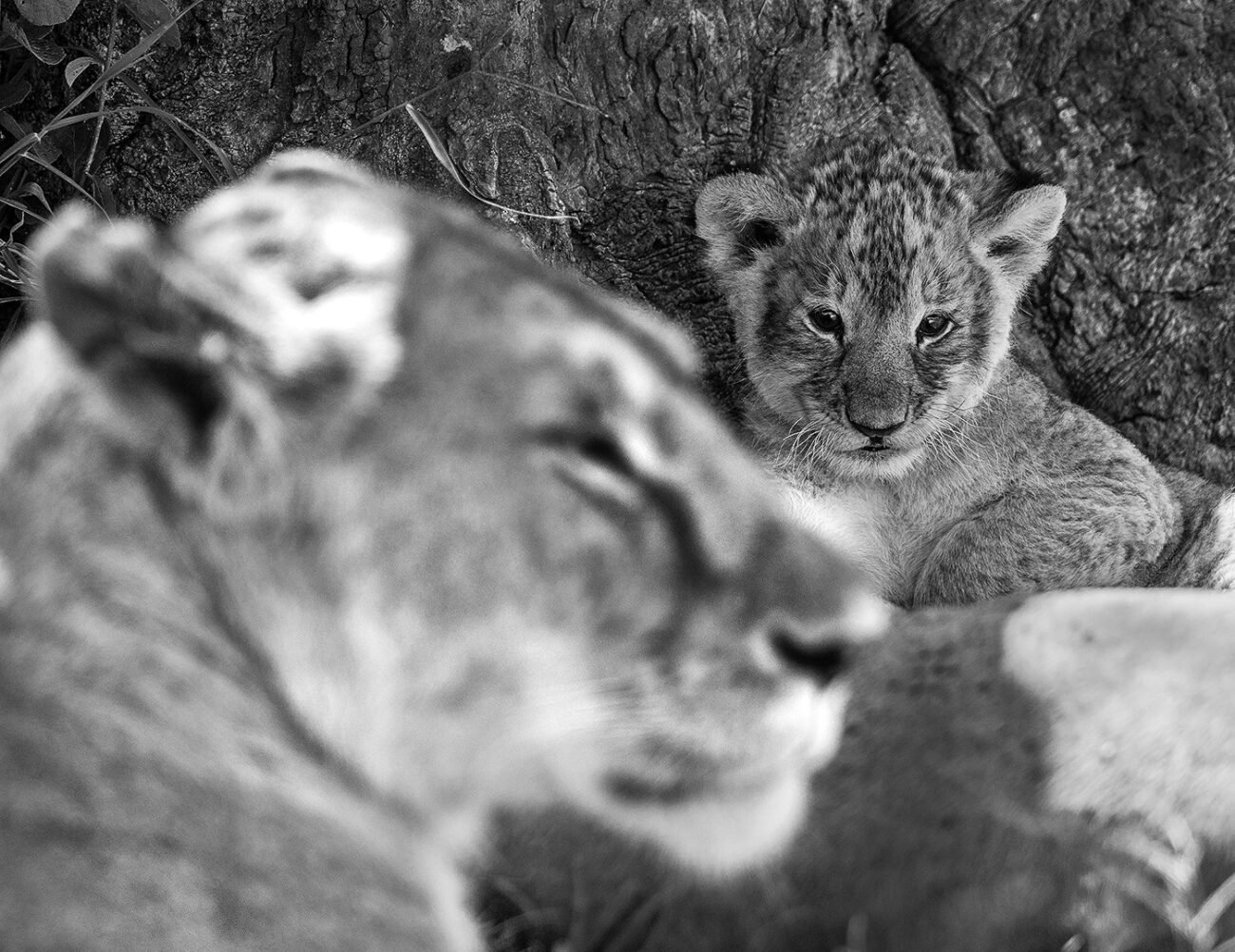 Lion and cub