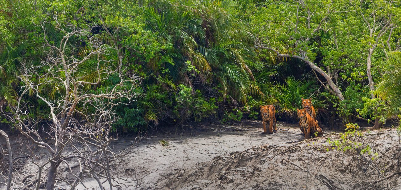 Three Tigers