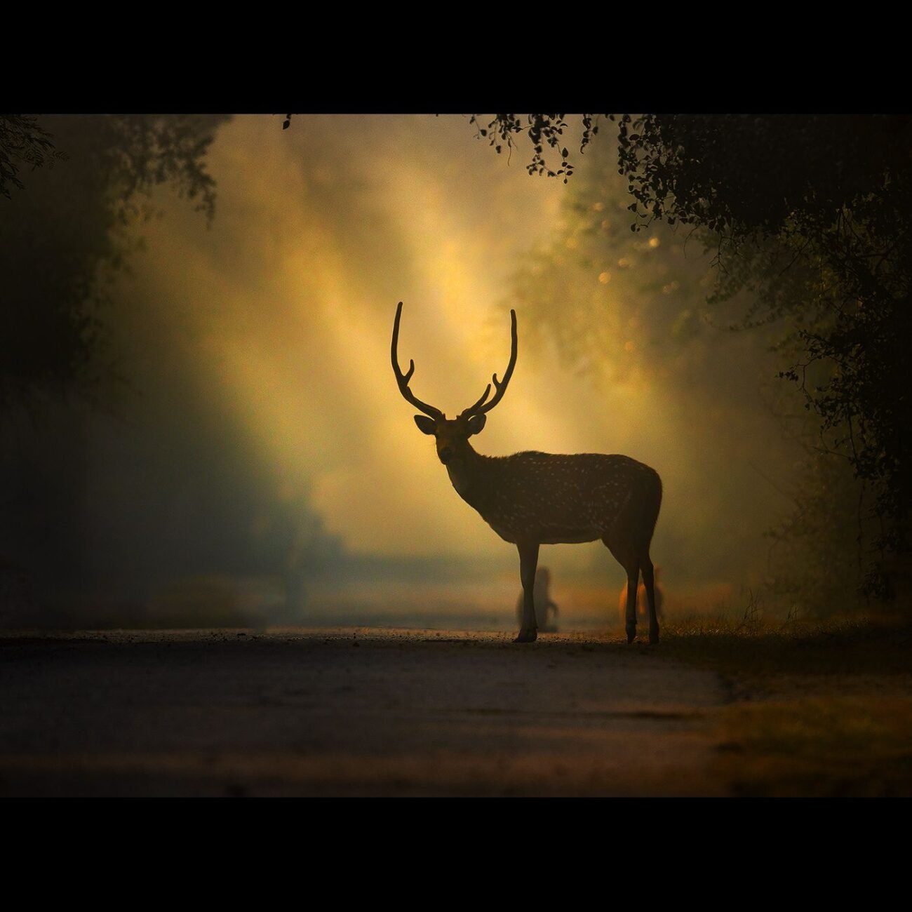 Deer sun rays