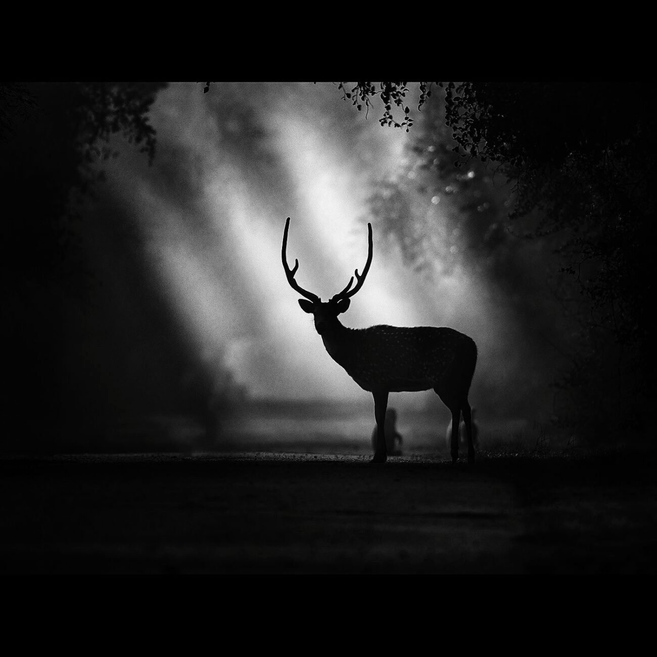 Deer rays
