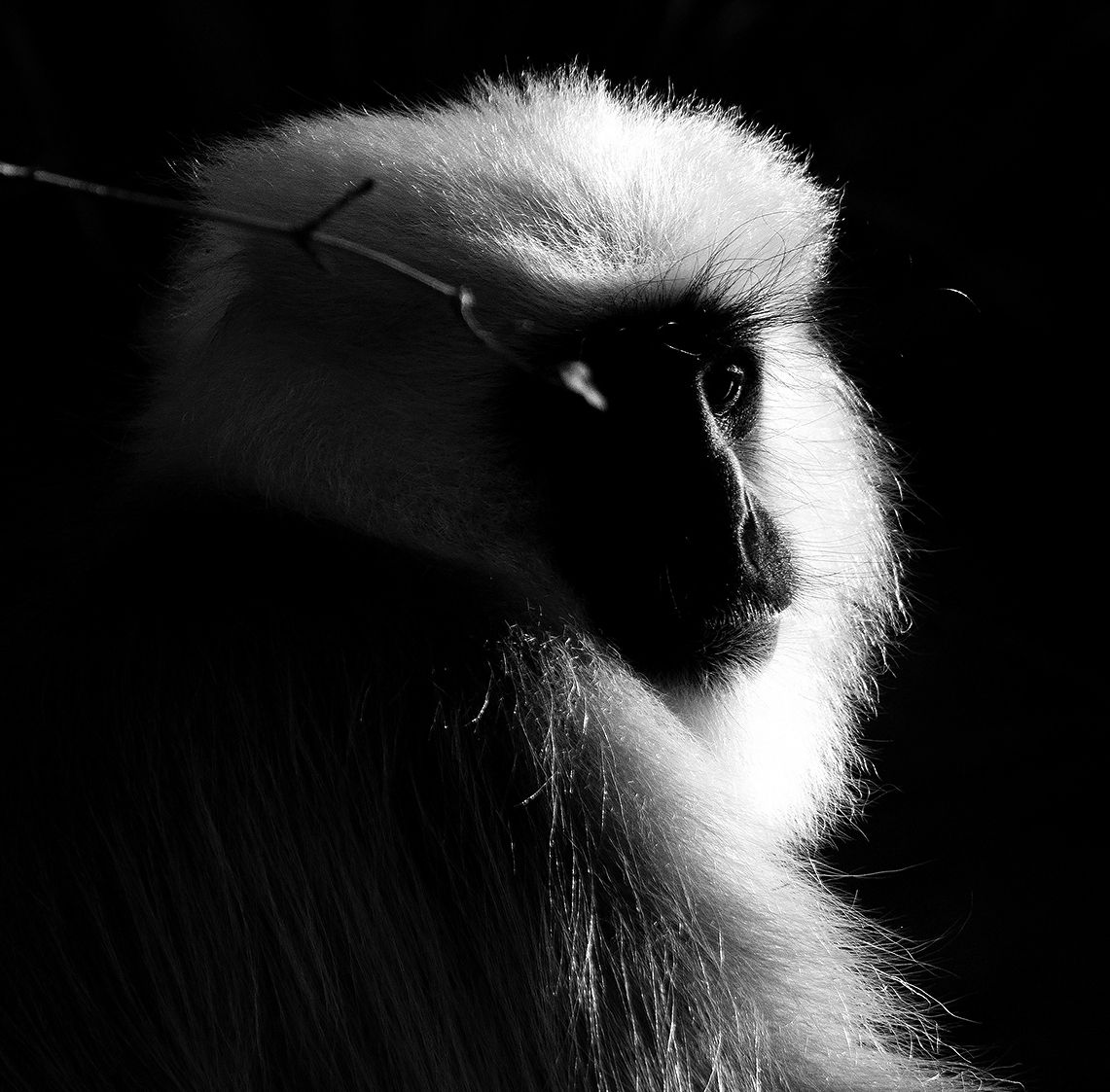 Read more about the article Langur