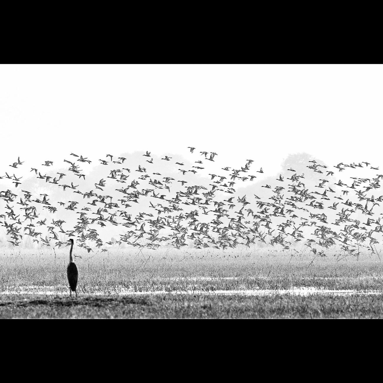the watcher