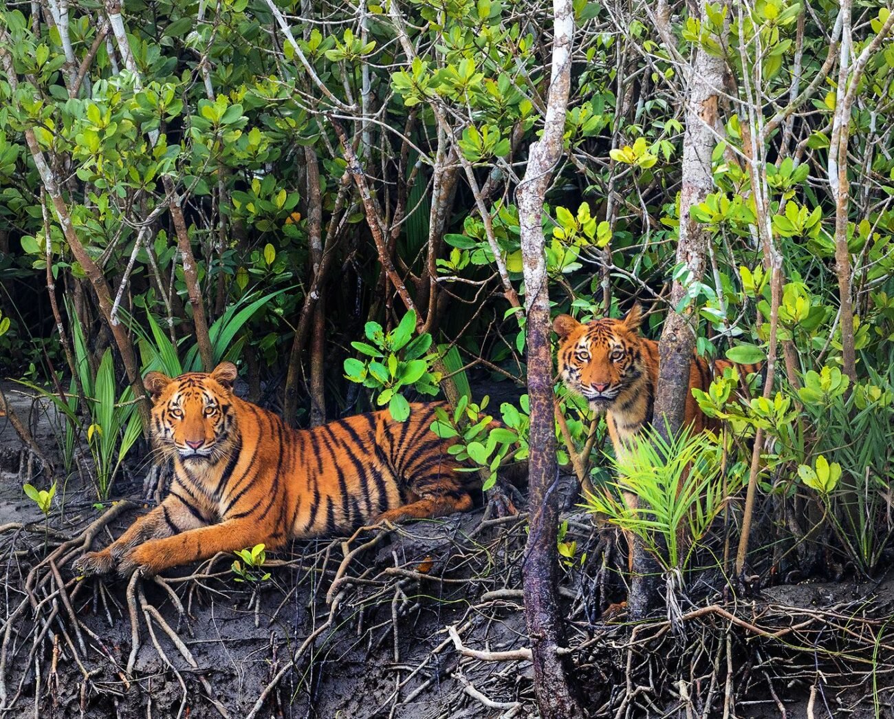 Tiger Tiger