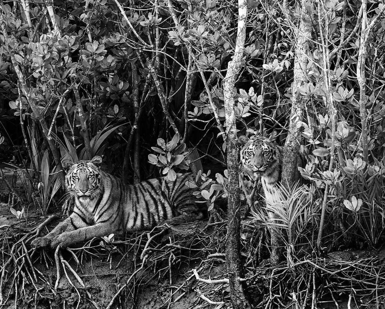 Tiger tiger