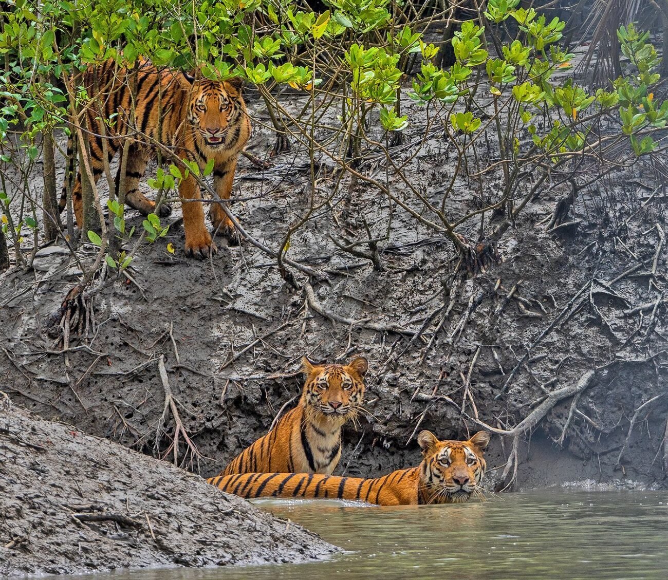 Tiger Tiger Tiger